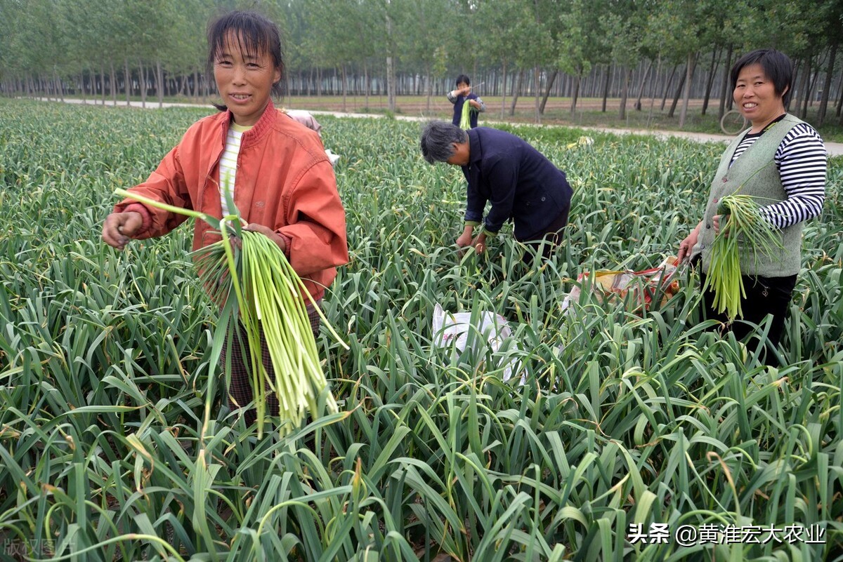 蒜薹价格为什么这么便宜,蒜苔价格暴跌怎么办