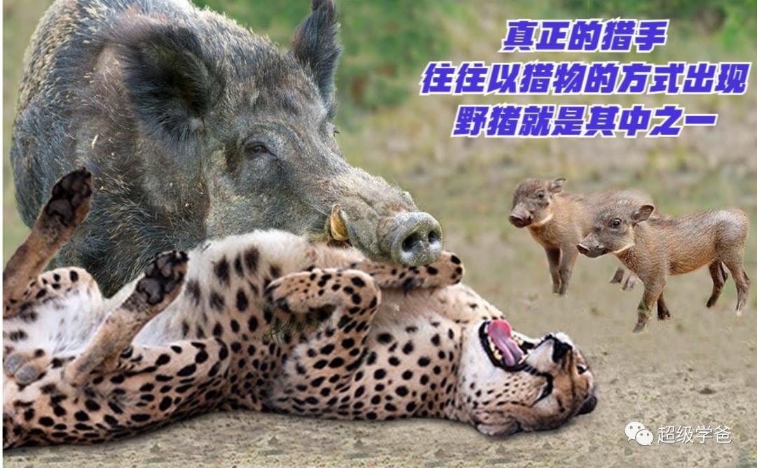 杀猪盘崩溃,国外杀猪盘中途被抓判几年