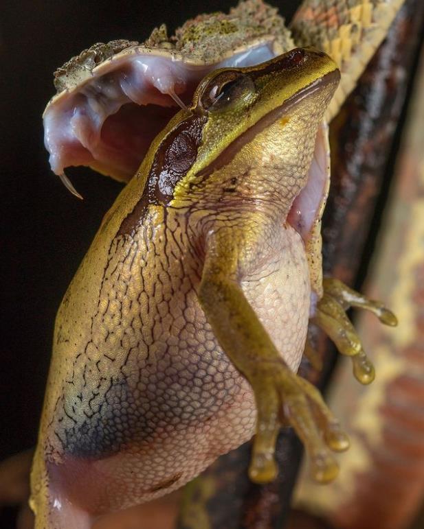 墨西哥农妇用菜刀自行剖腹产,墨西哥产妇照片