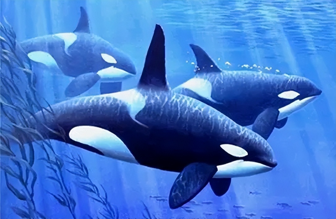 奇妙世界—你知道喜欢殴打虎鲸的鲸鱼是谁吗？