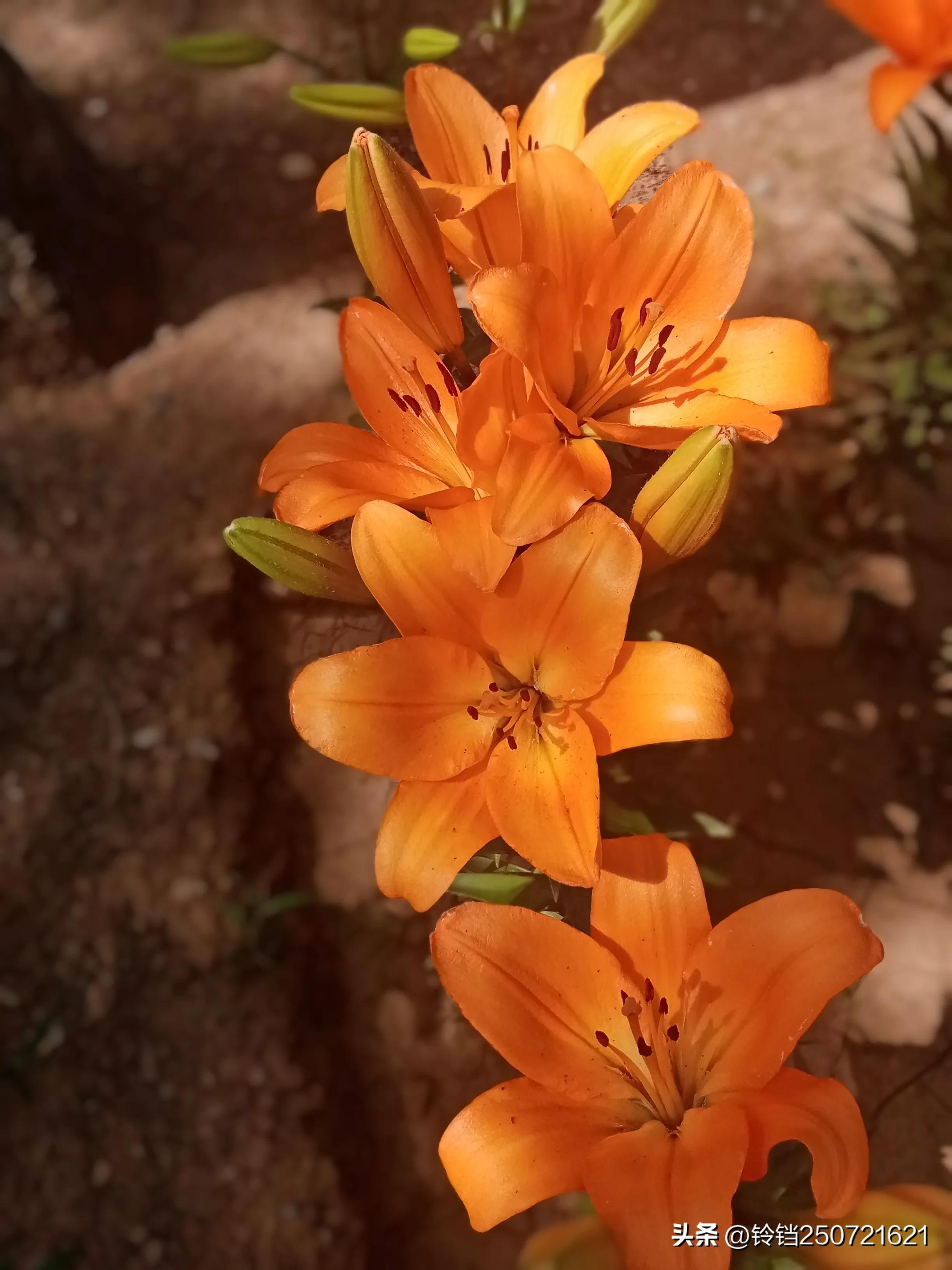 百合花开花的样子很美,花卉百合花四季开花