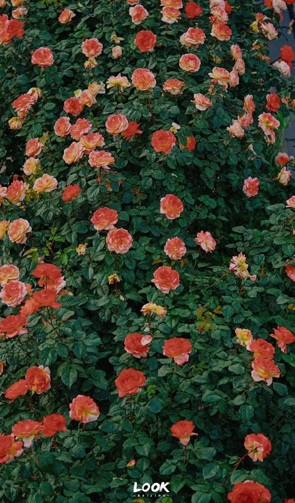 北京居庸关花海栈道,北京四季花海景区