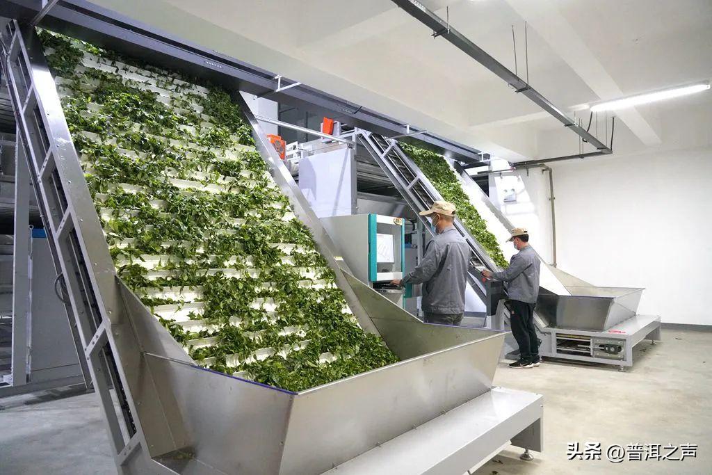 景迈山制茶,全国首条智能制茶工在景迈山上岗