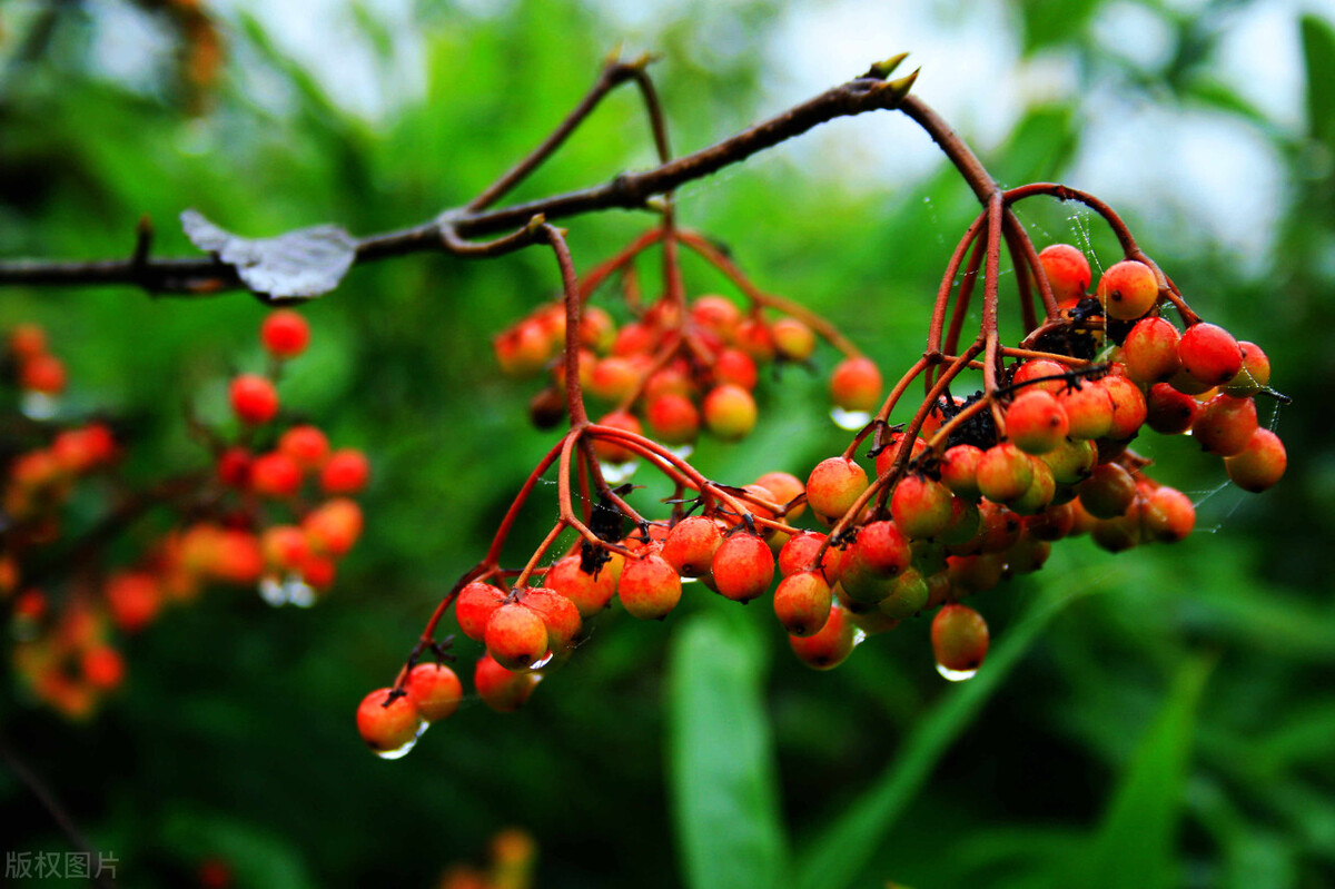 农村那些你吃过却叫不上名的野果,南方小时候路边的野果有哪些