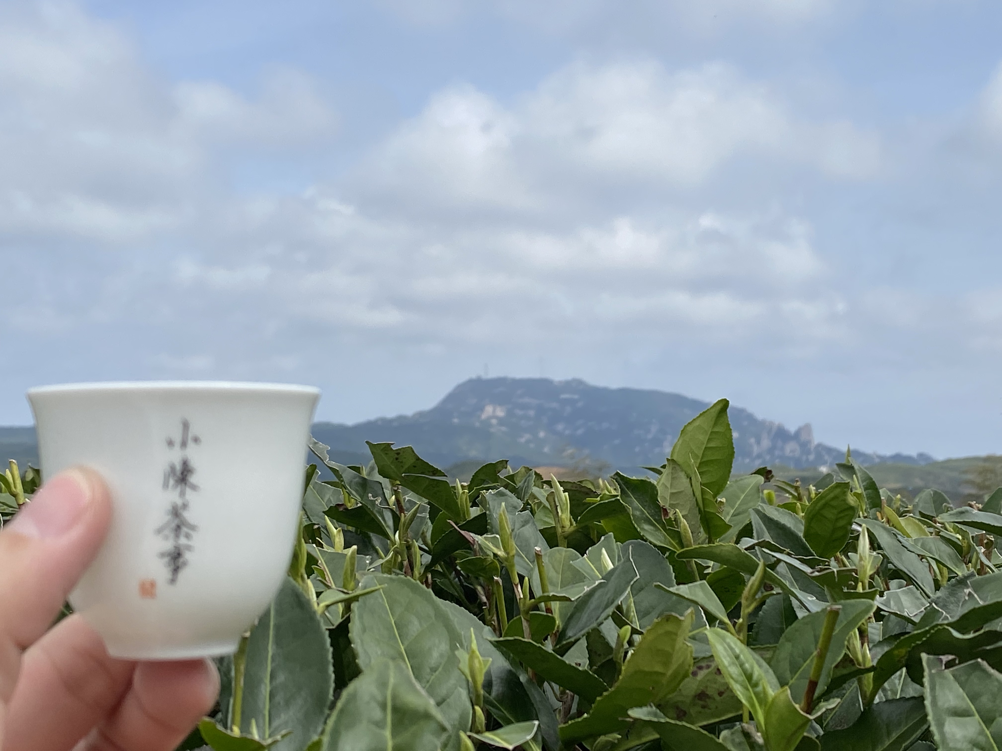 白茶寿眉好喝还是银针好喝,白茶寿眉和白毫银针