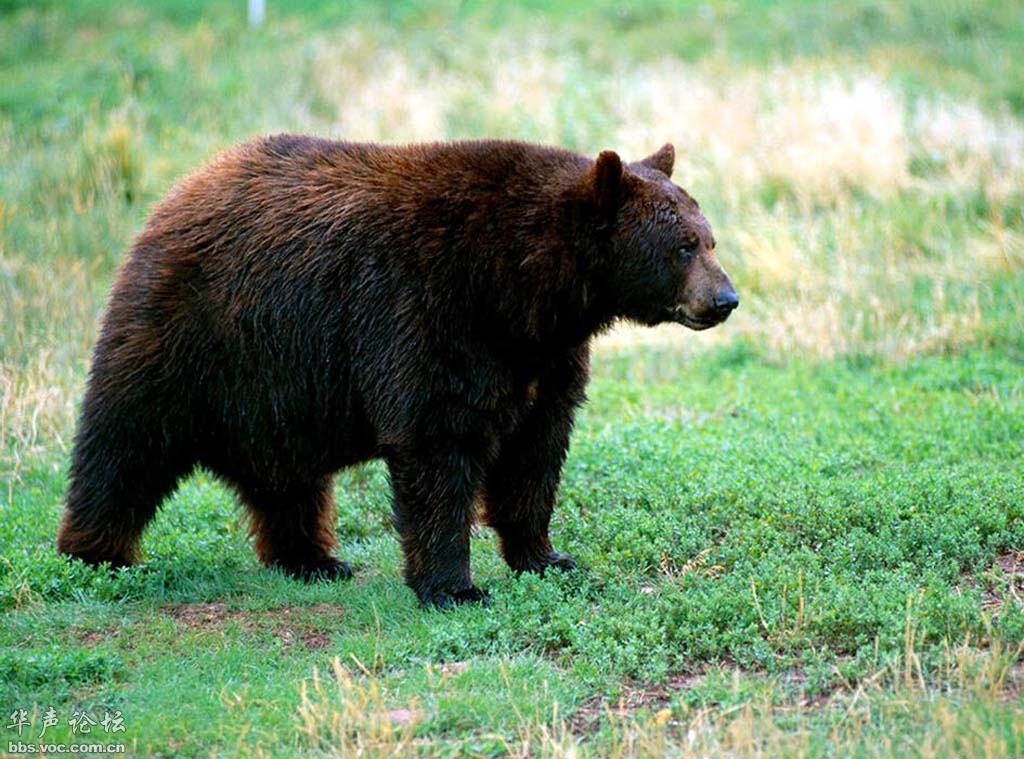 新疆姑娘回家被狼群包围,新疆姑娘遇到狼群