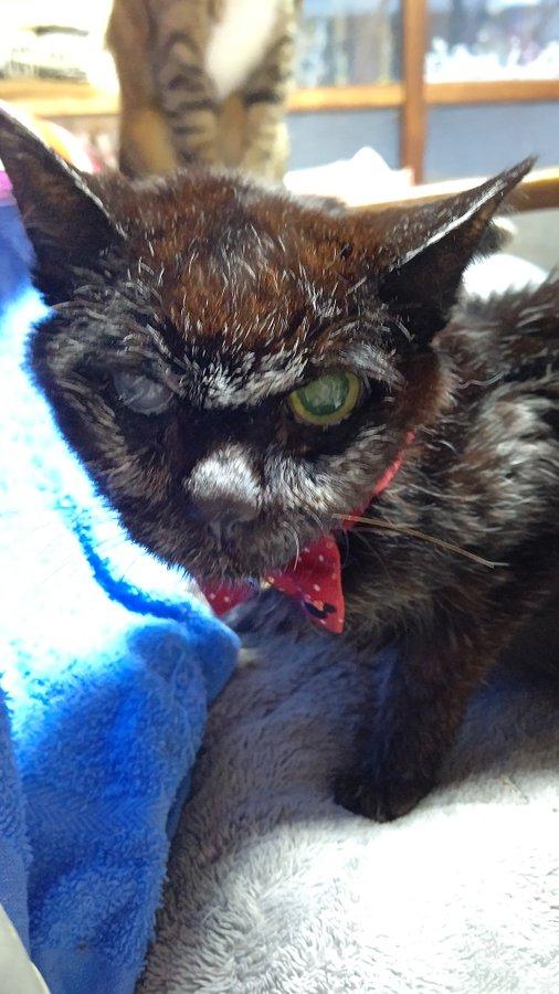 最长寿猫咪死亡,世界上最长寿的猫咪去世