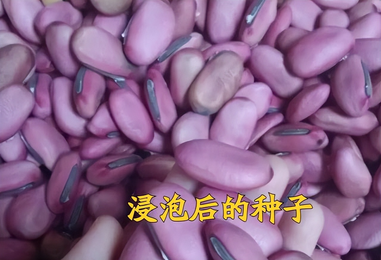 种菜感染真菌,高锰酸钾能杀死土壤真菌吗