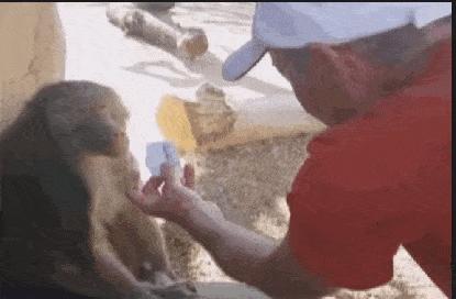 “老鼠贴粘到的，吃了不会犯法吧？”网友：争取死缓吧！哈哈哈