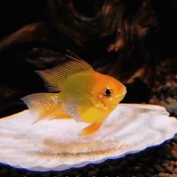 鱼卵水霉,鱼卵出现水霉病