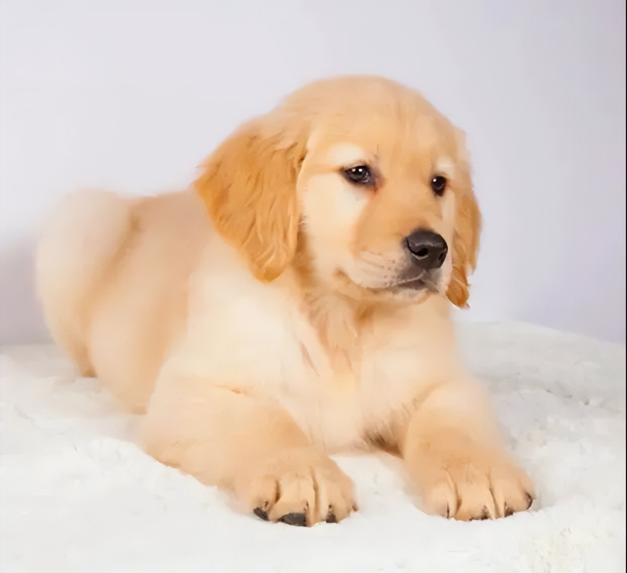 狗狗得细小的症状原因,狗狗得细小初期症状