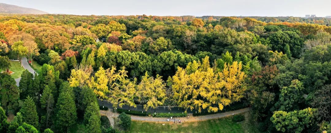 南京景色视频,南京景色作文