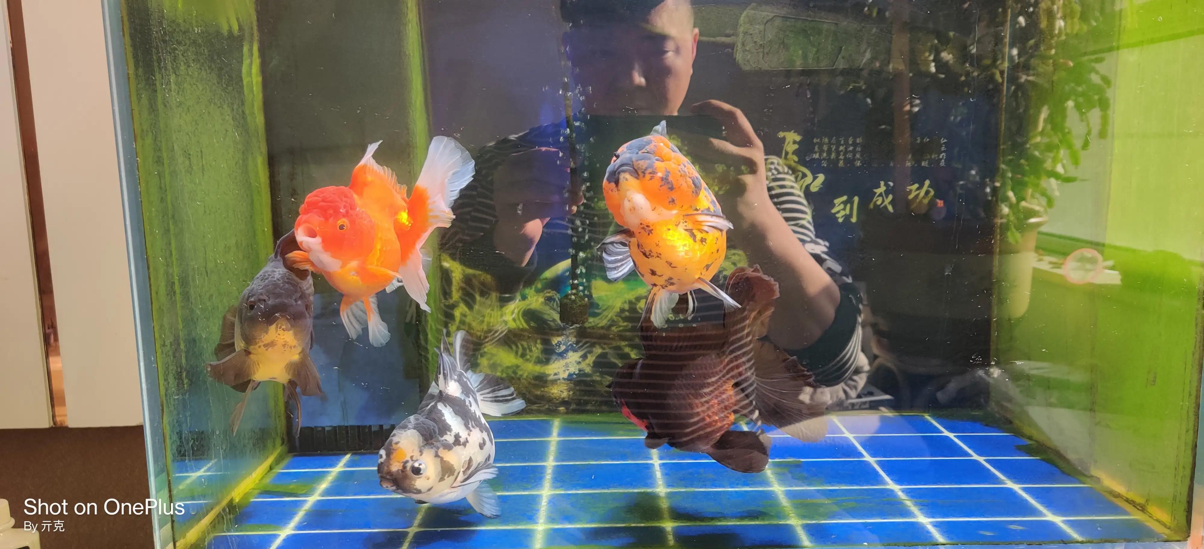 想要养金鱼怎么样才能把金鱼养好,养金鱼的正确方法和注意什么