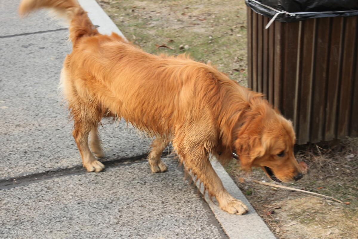 狗来例假要几天干净才正常,狗来月经要多久干净