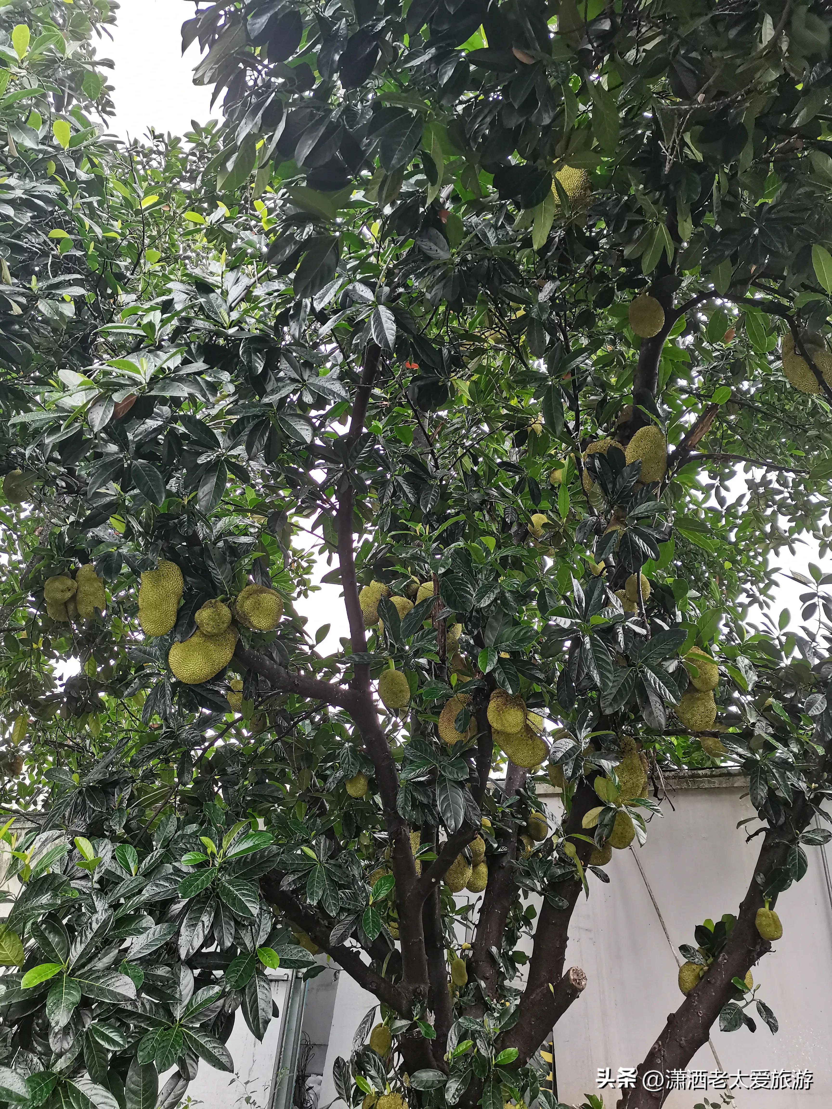 厦门3天2晚自由行1299,厦门旅游攻略3天2晚自由行2月