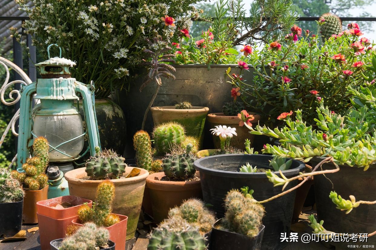 园艺学属于林学吗,园艺专业属于哪个科目