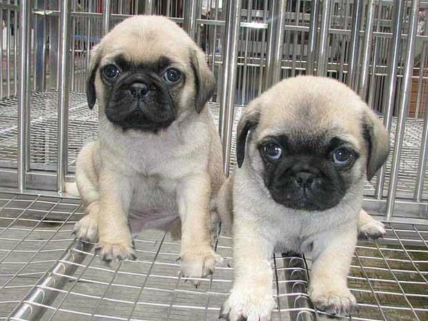 想要帮助巴哥狗狗有一个干净的耳朵吗，点进来仔细阅读，帮你解决