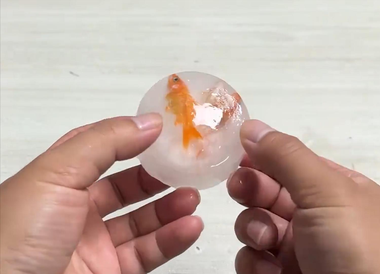 甲鱼冷冻多久可以复活,冰冻的一个月的甲鱼能否复活