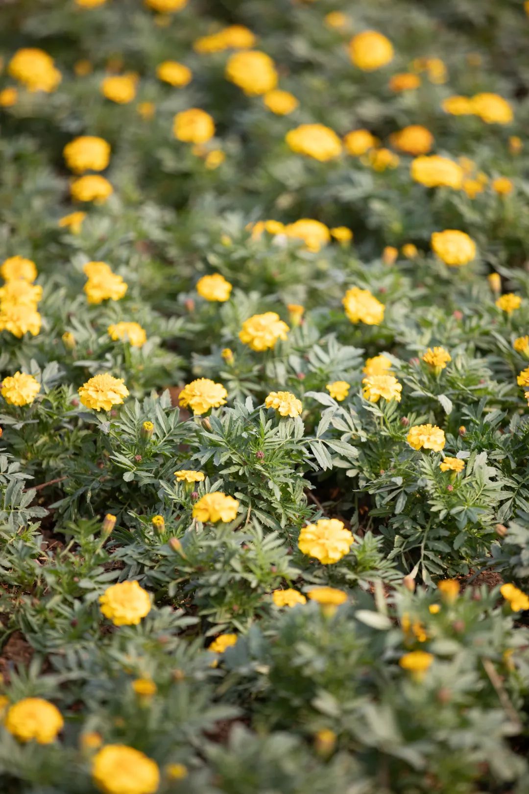 姹夐槼瑙ｉ攣鎵嬫満瀵嗙爜璐圭敤,姹夐槼鑺辫矾