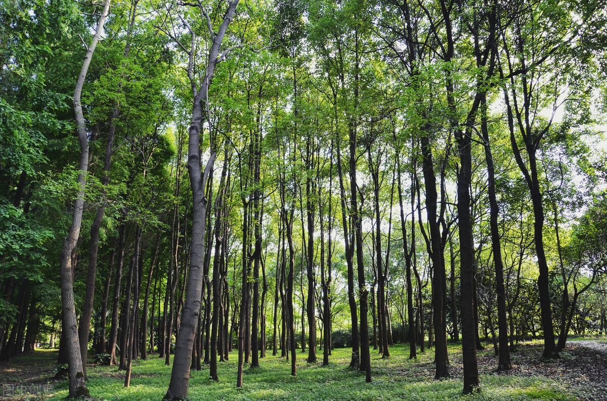 上海市区森林秘境,上海这些景区值得一去
