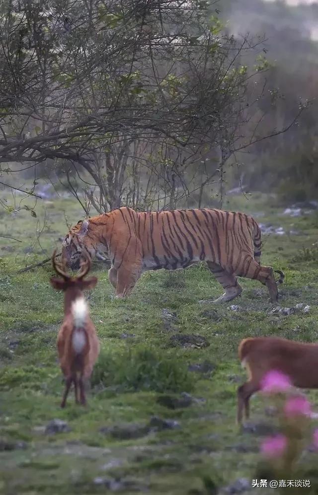 虎王战斗力前十排名,虎王战斗力排名前十介绍