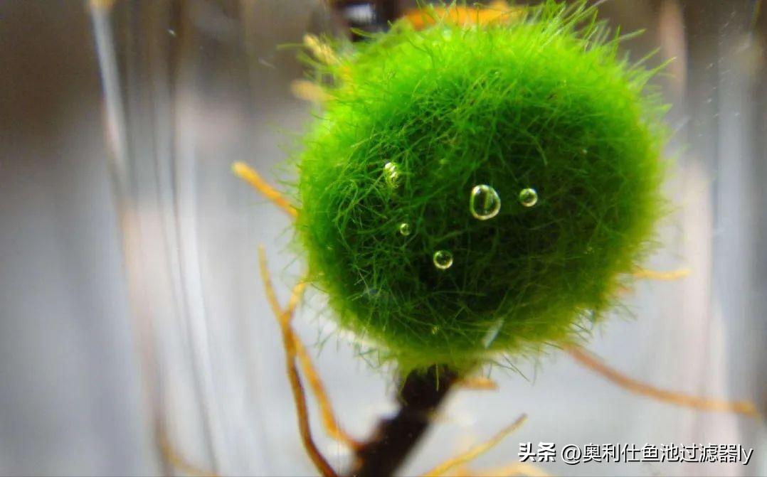 锦鲤鱼池里绿藻怎么清除,室外锦鲤鱼池养什么可以去除绿藻