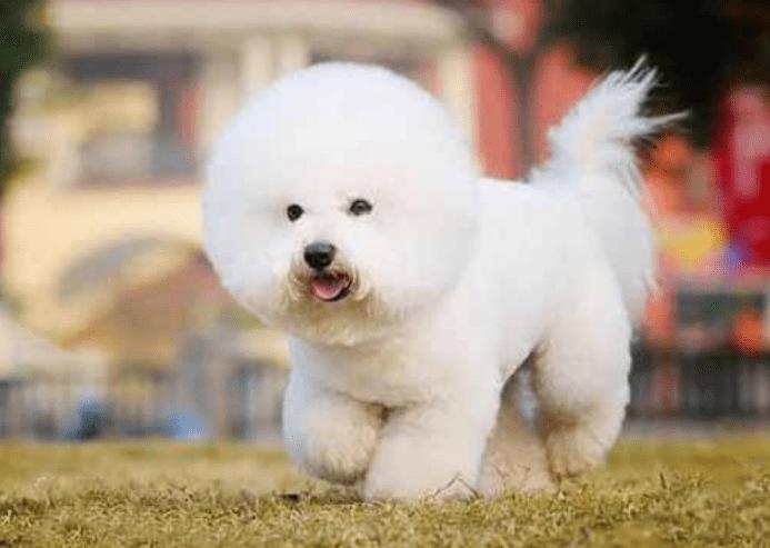 狗狗补钙用什么钙片比较好,宠物犬买哪款钙片补钙最好