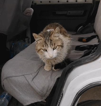 罗布泊流浪猫是怎样活下来的,罗布泊深处发现流浪猫