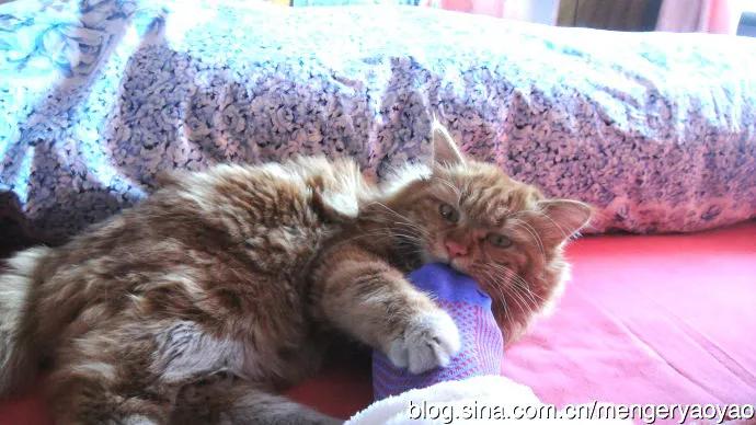 忧郁的毛毛小说,情缘伤感情歌