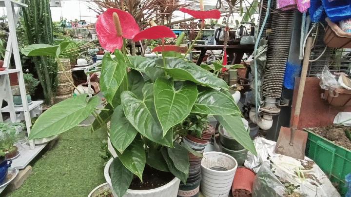 红掌叶子发黄焦边干枯掉叶掉花,红掌叶子枯萎了怎么补救