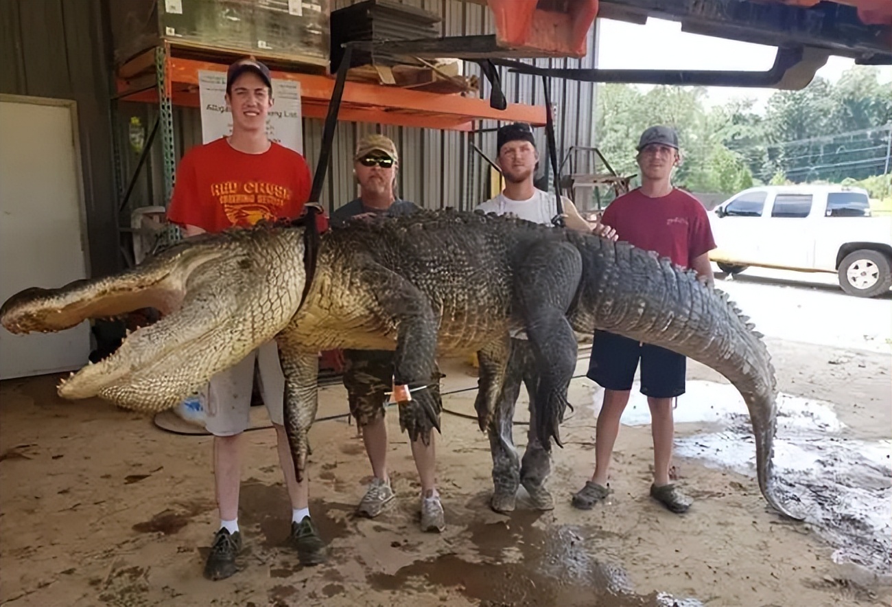 文胸、高尔夫、炮弹、珍珠、*物文**，盘点这些从动物肚里发现的东西