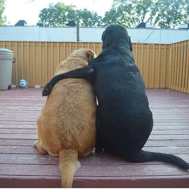 两只狗交配时，为什么不能上前打扰？