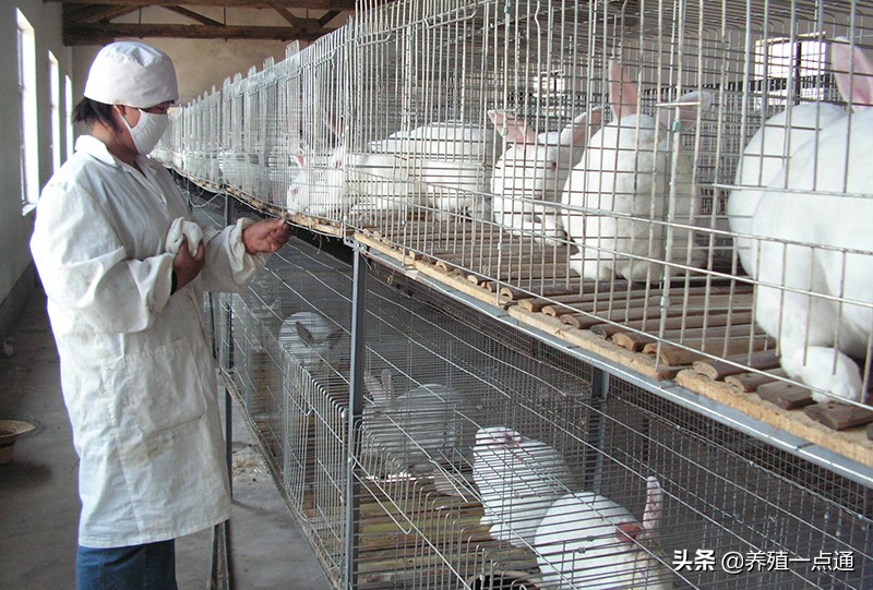 兔子冬季如何保暖,兔子育肥管理方法