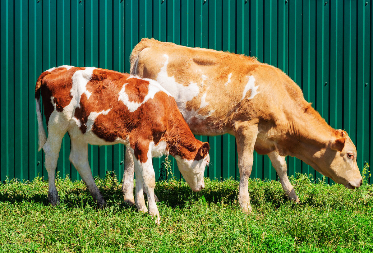 牛长得太慢,牛长膘慢怎么办