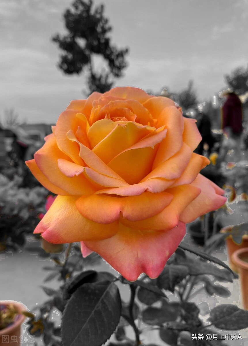 咏月季花的诗,月季花七绝诗