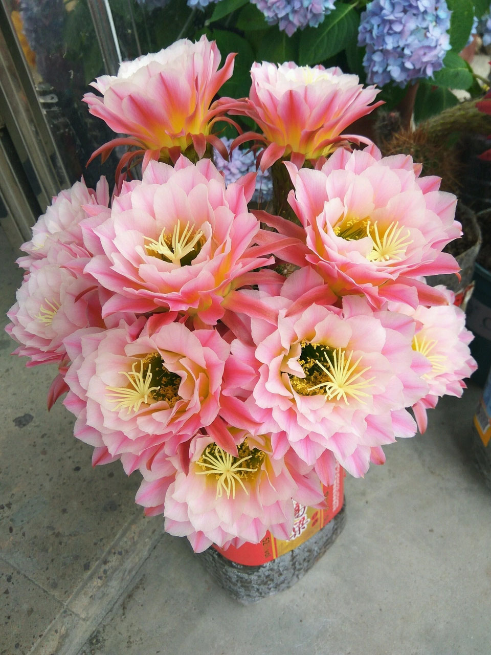 毛花柱仙人球品种大全,顶级精品仙人球花