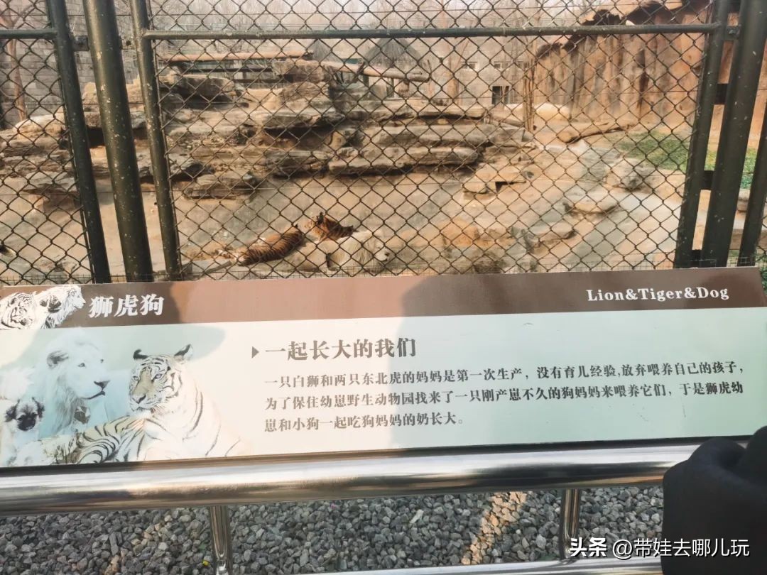 一天玩遍北京野生动物园,包场去鸟巢