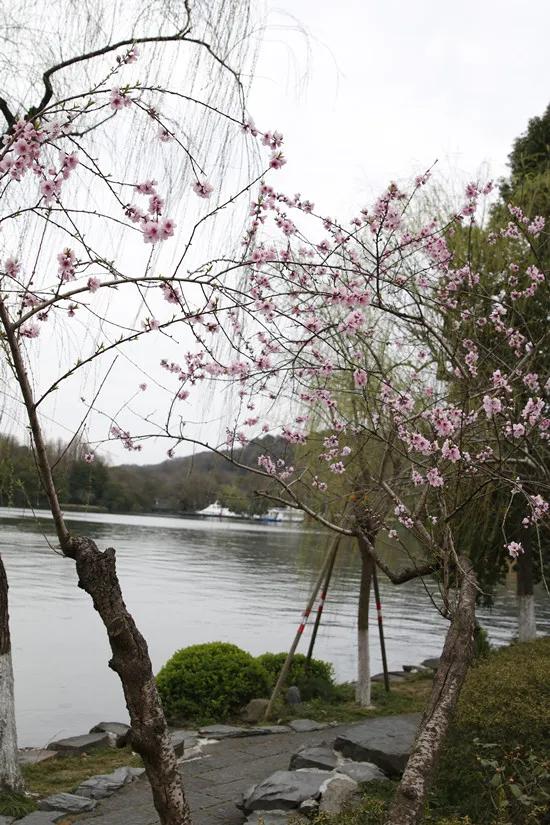 曲院风荷和苏堤断桥的位置,走遍西湖旅游攻略