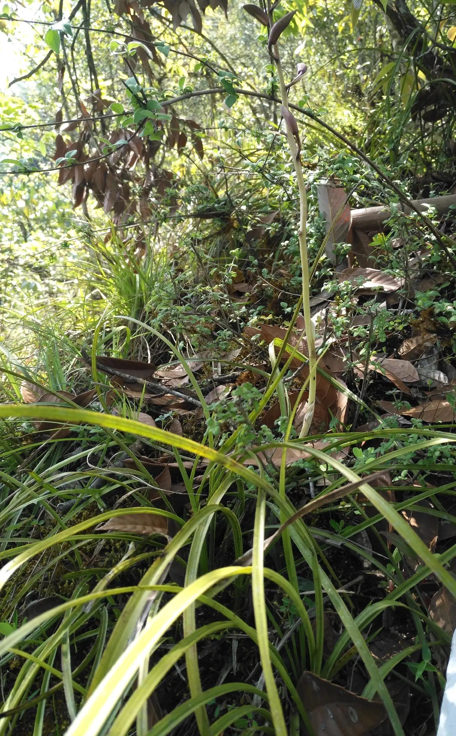 兰花野生资源与科技草的本质区别,谈谈兰花暴涨的那些事