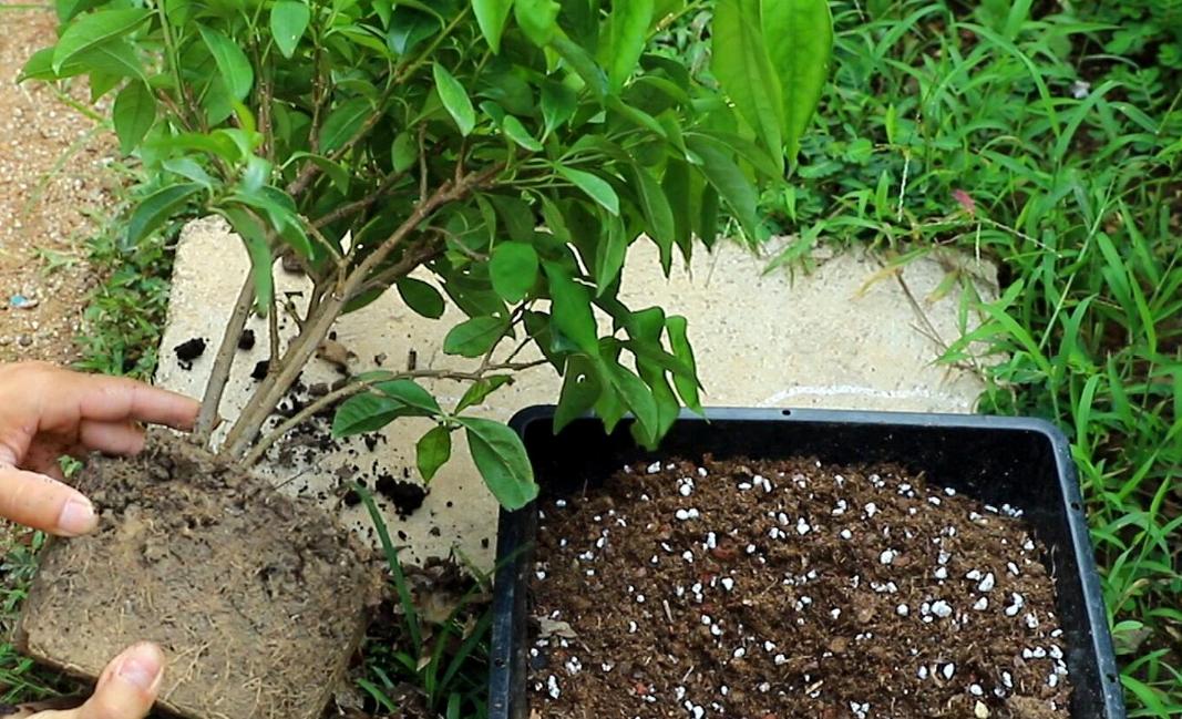 家里盆栽茉莉花怎样培育新苗,冬季怎样养新品种大叶茉莉花