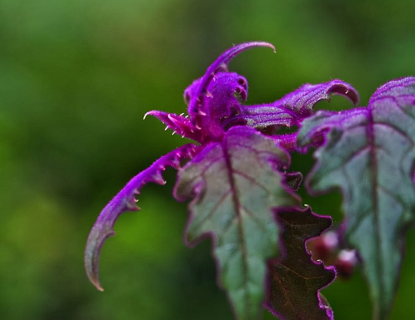 如天鹅绒般的观叶植物——紫鹅绒