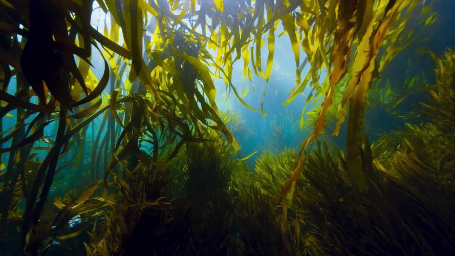 银离子浸渍海藻酸盐及其抗菌性能