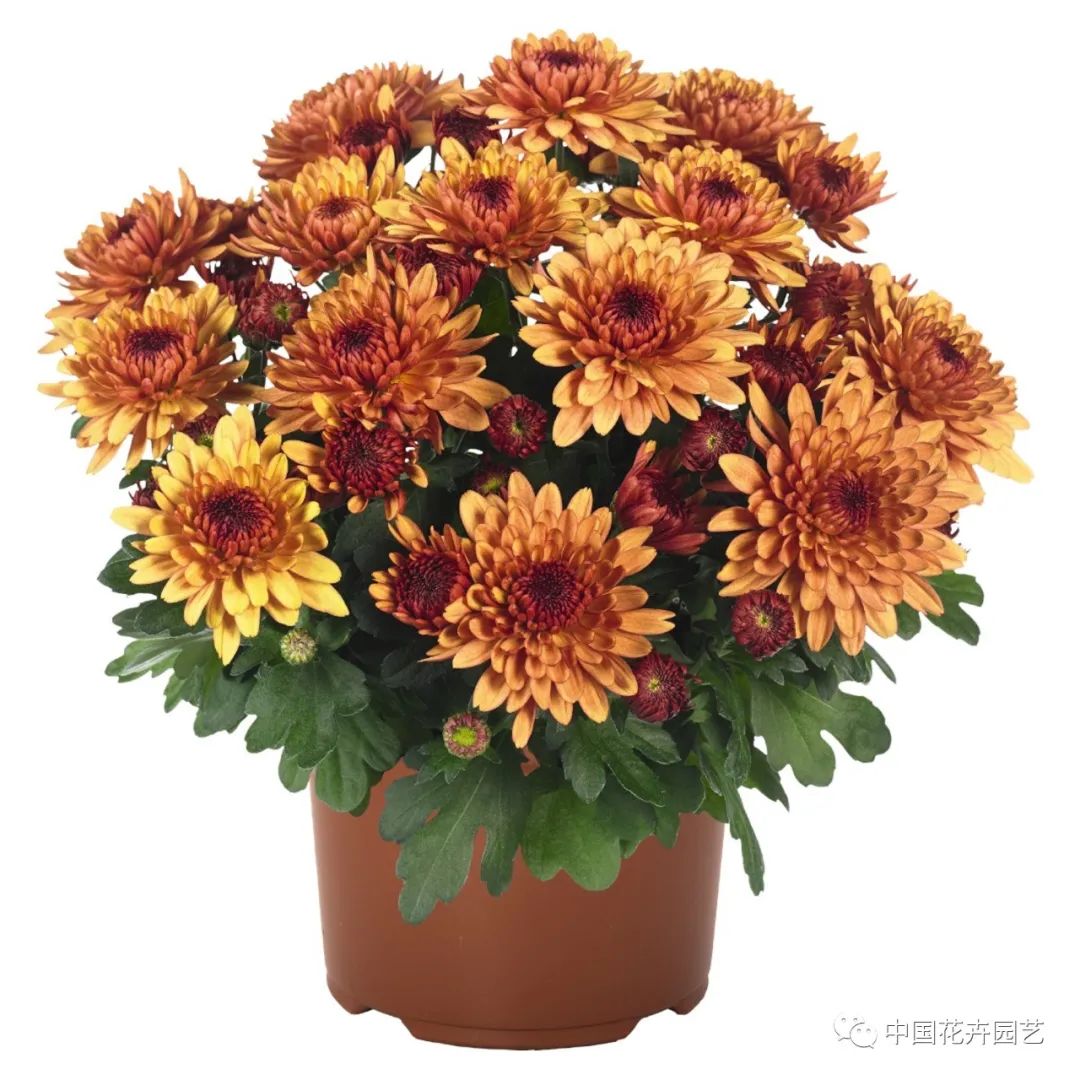 橙色多盟盆菊“水晶”系列推出新花色|新品