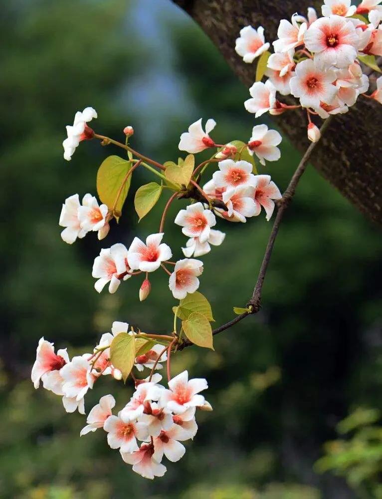 五月是油桐花的季节,油桐花美景图片