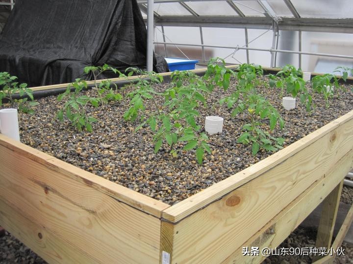 水培植物怎么做到和土培一样好,水培的植物怎么转为土培