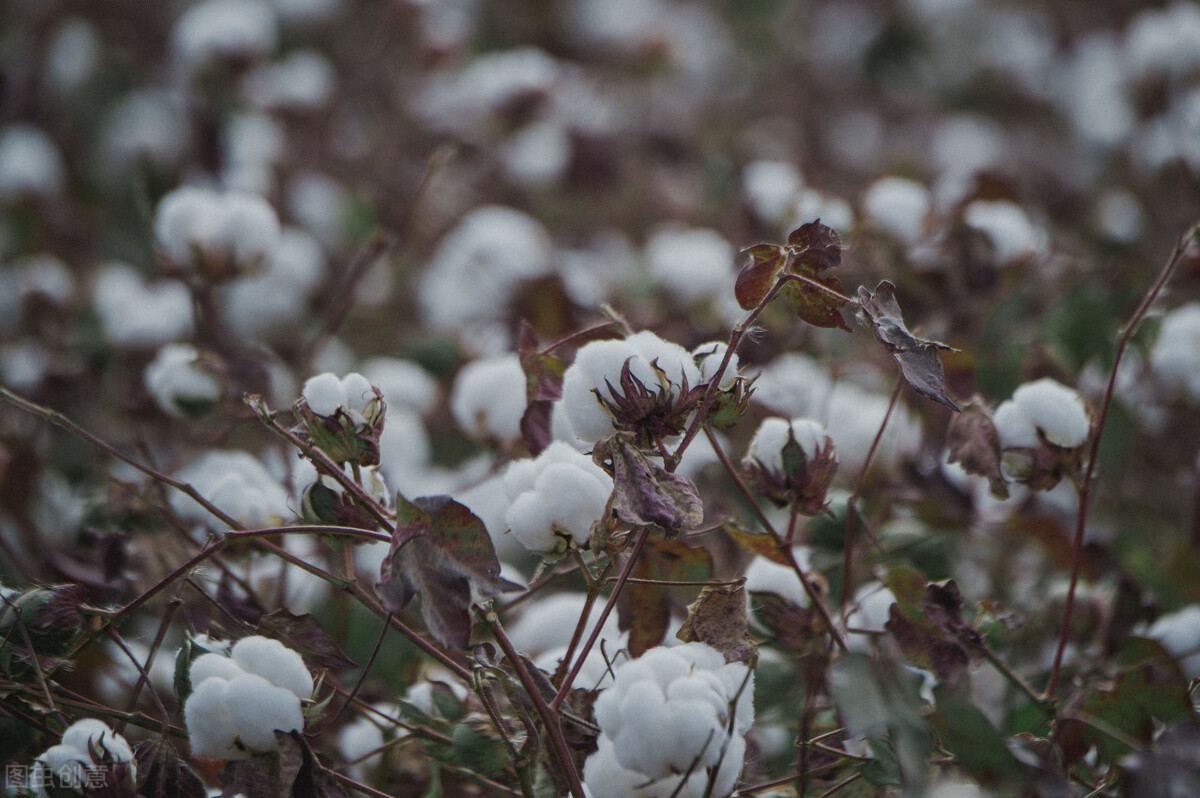 阿迪和耐克新疆棉,耐克阿迪新疆棉来龙去脉