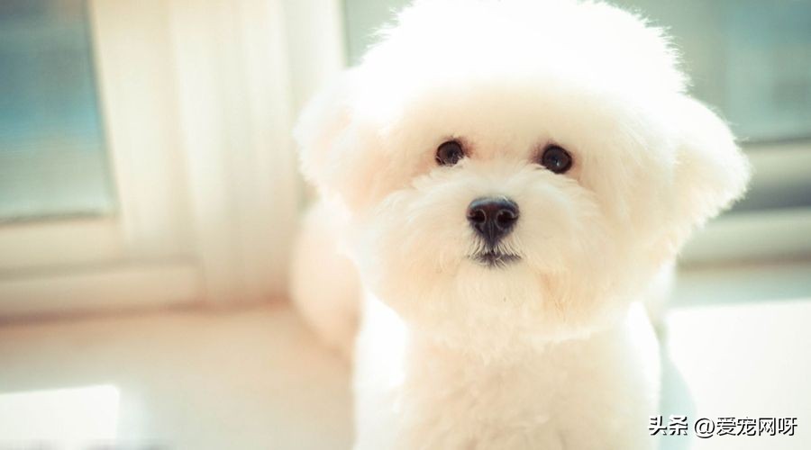 每天了解一只狗阿拉斯加,每天了解一只狗拉布拉多