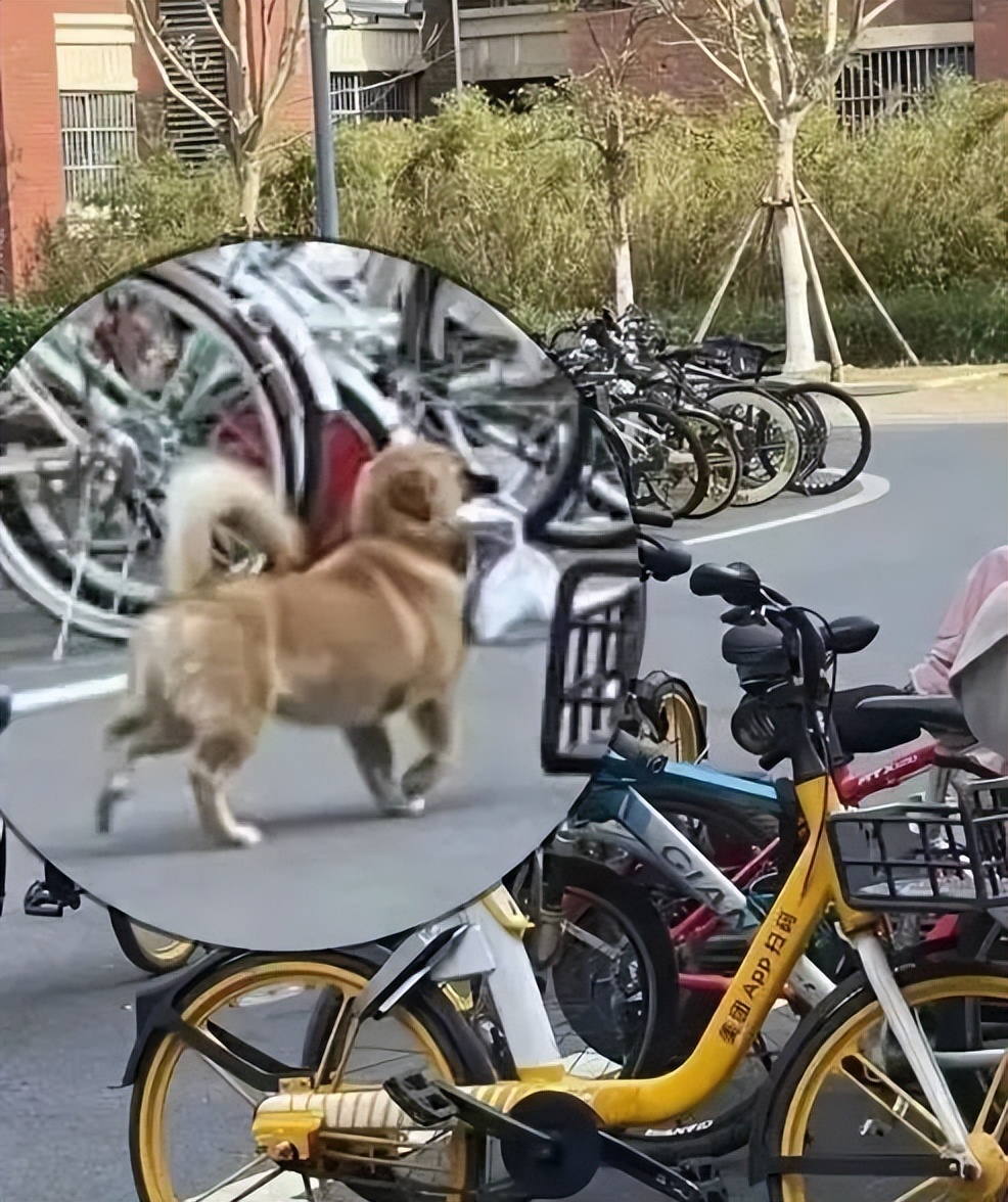 被黑天鹅打了,被黑天鹅攻击了