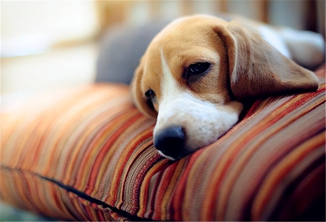 狗狗腹泻呕吐的原因与治疗方法,狗狗呕吐拉稀的常见原因有哪些