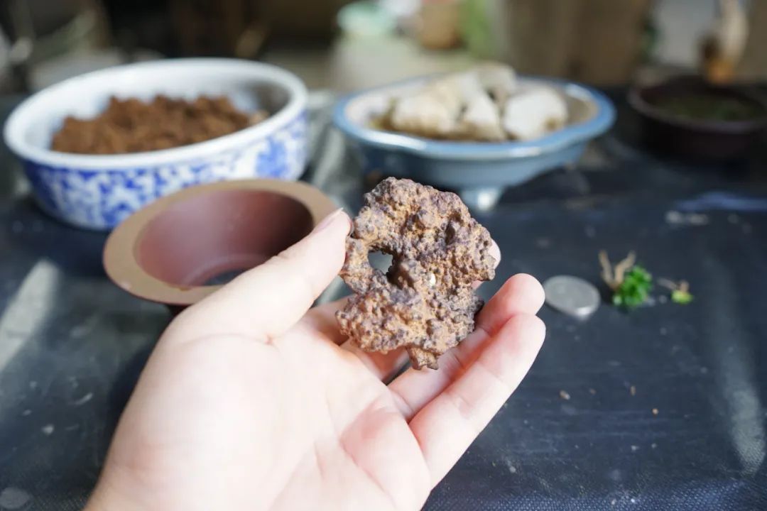 菖蒲配石直播,闲置石雕